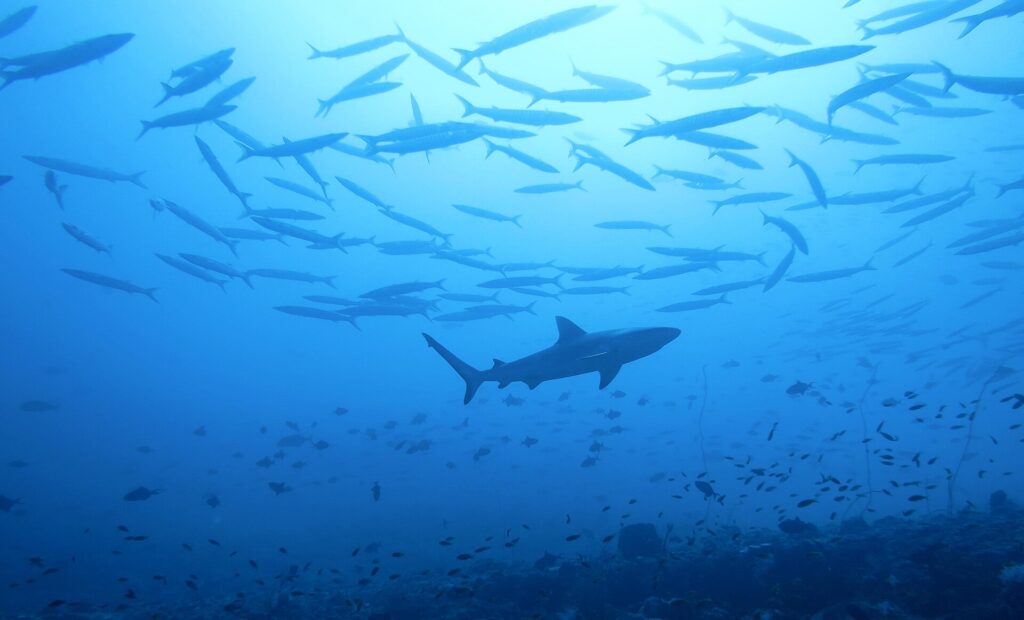 The silhouette of a gray reef shark passes under a large school of barracudas, above a reef full of small fish