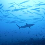 The silhouette of a gray reef shark passes under a large school of barracudas, above a reef full of small fish