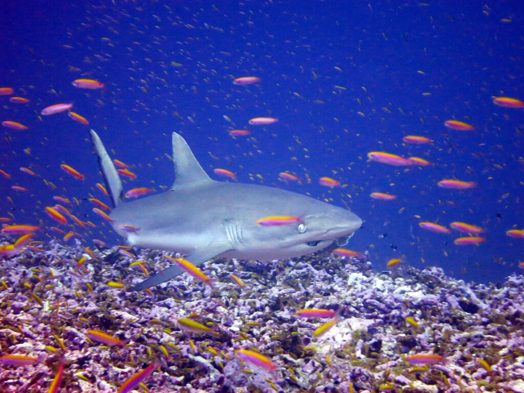 A gray reef shark swims at a three-quarter angle just above a reef, amid a cloud of orange anthias: broad rounded snout, large eye, plain gray first dorsal fin, rear edge of the tail lined with black