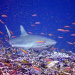 A gray reef shark swims at a three-quarter angle just above a reef, amid a cloud of orange anthias: broad rounded snout, large eye, plain gray first dorsal fin, rear edge of the tail lined with black