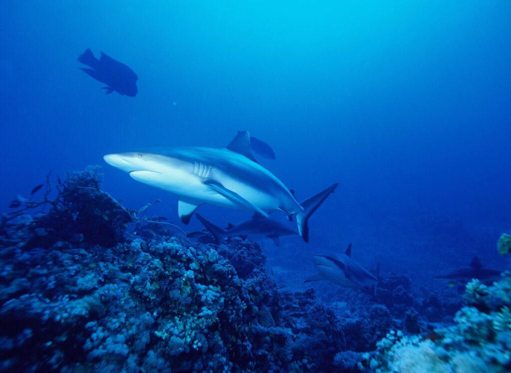 Several gray reef sharks patrol above a coral reef in the blue, the first seen at a three-quarter angle from below, with a black-edged tail and black-tipped pelvic fins