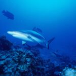 Several gray reef sharks patrol above a coral reef in the blue, the first seen at a three-quarter angle from below, with a black-edged tail and black-tipped pelvic fins