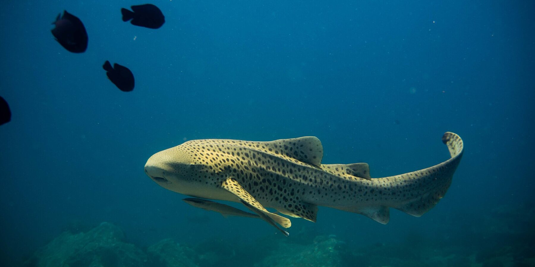 An adult zebra shark, its sandy yellow body covered in dark spots and its long tail raised, swims to the left in open blue water with a remora under its belly, a few black fish above and blurred rocks below