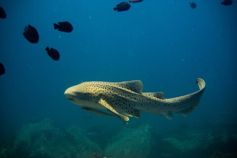 An adult zebra shark, its sandy yellow body covered in dark spots and its long tail raised, swims to the left in open blue water with a remora under its belly, a few black fish above and blurred rocks below