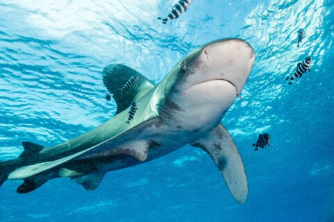 An oceanic whitetip shark with white-tipped fins swims just below the surface, surrounded by striped pilot fish