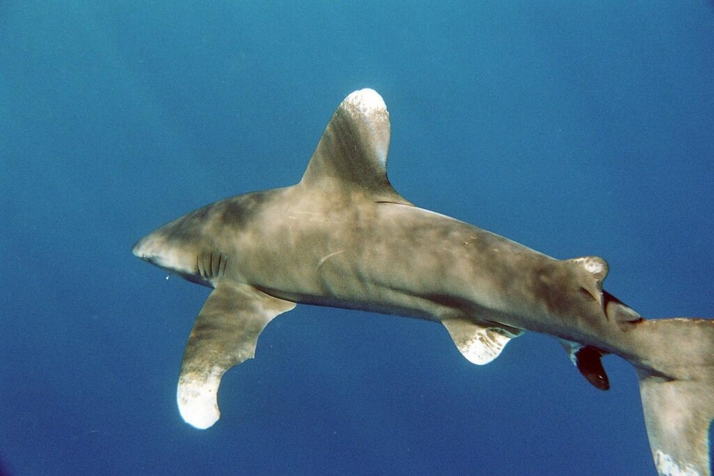 An oceanic whitetip shark seen up close and slightly from above: huge rounded first dorsal fin and long rounded pectoral fin, their white tips marbled with dark spots, gray-bronze back