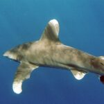 An oceanic whitetip shark seen up close and slightly from above: huge rounded first dorsal fin and long rounded pectoral fin, their white tips marbled with dark spots, gray-bronze back