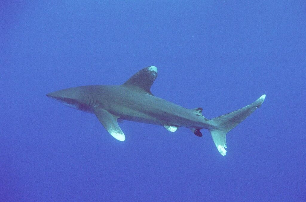 An oceanic whitetip shark in profile in open blue water: tall, rounded first dorsal fin, long pectoral fins, mottled white tips on the dorsal fin, the pectorals and the tail lobes