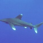 An oceanic whitetip shark in profile in open blue water: tall, rounded first dorsal fin, long pectoral fins, mottled white tips on the dorsal fin, the pectorals and the tail lobes