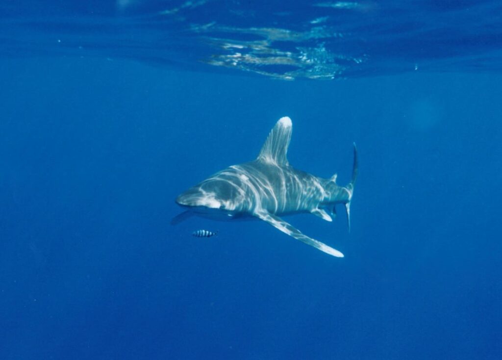 An oceanic whitetip shark swims just below the surface toward the camera, its back streaked with sun reflections, a striped pilot fish in front of its snout