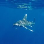 An oceanic whitetip shark swims just below the surface toward the camera, its back streaked with sun reflections, a striped pilot fish in front of its snout