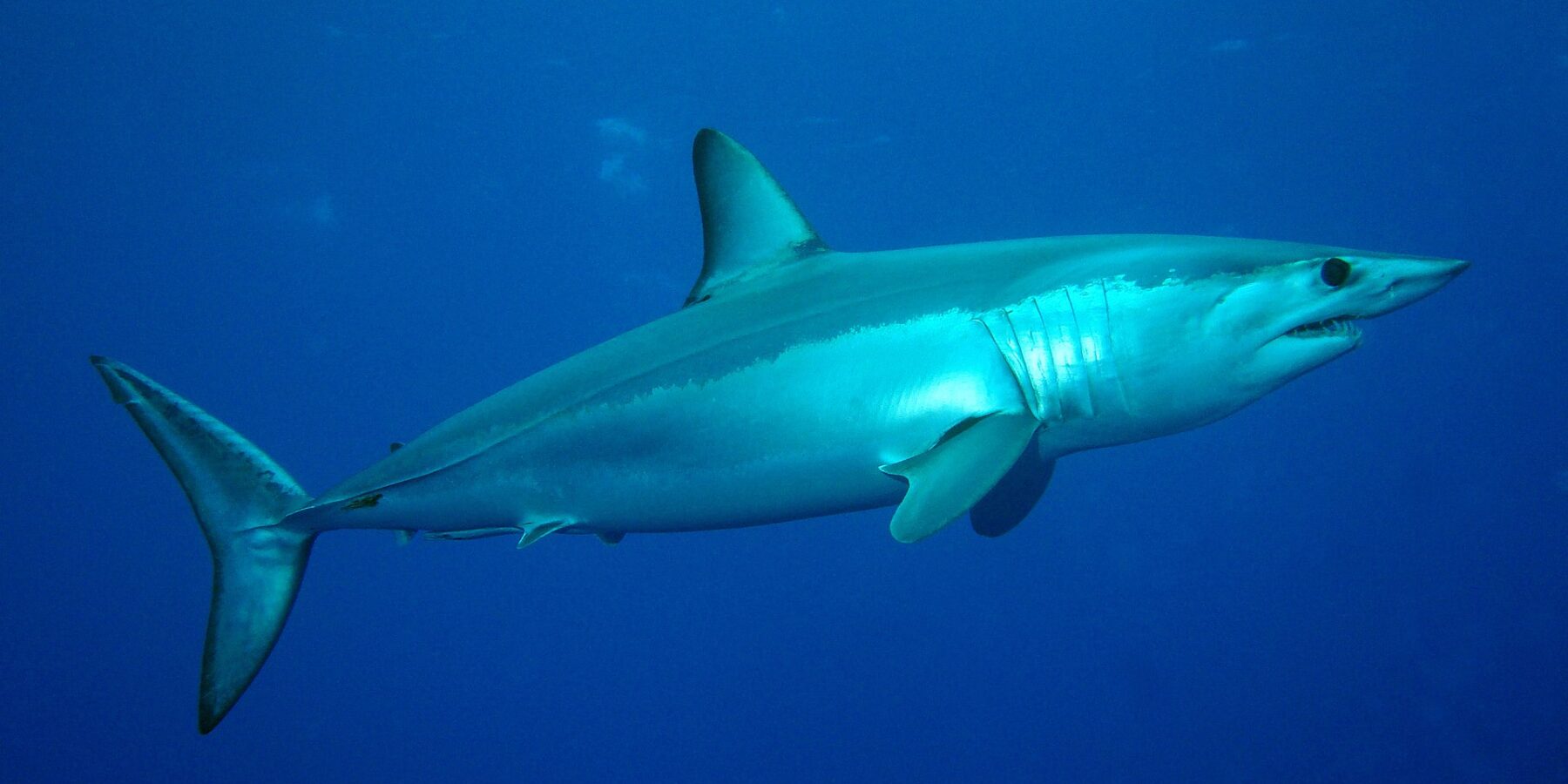 A mako shark seen from the side, metallic blue back and white belly, pointed snout, teeth showing and large black eye, in the blue at Condor Bank