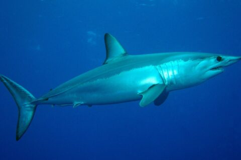 A mako shark seen from the side, metallic blue back and white belly, pointed snout, teeth showing and large black eye, in the blue at Condor Bank