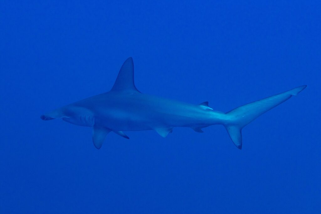 A scalloped hammerhead seen from the side and slightly from below, swimming left to right in uniform blue