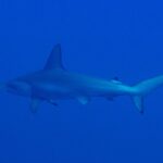 A scalloped hammerhead seen from the side and slightly from below, swimming left to right in uniform blue
