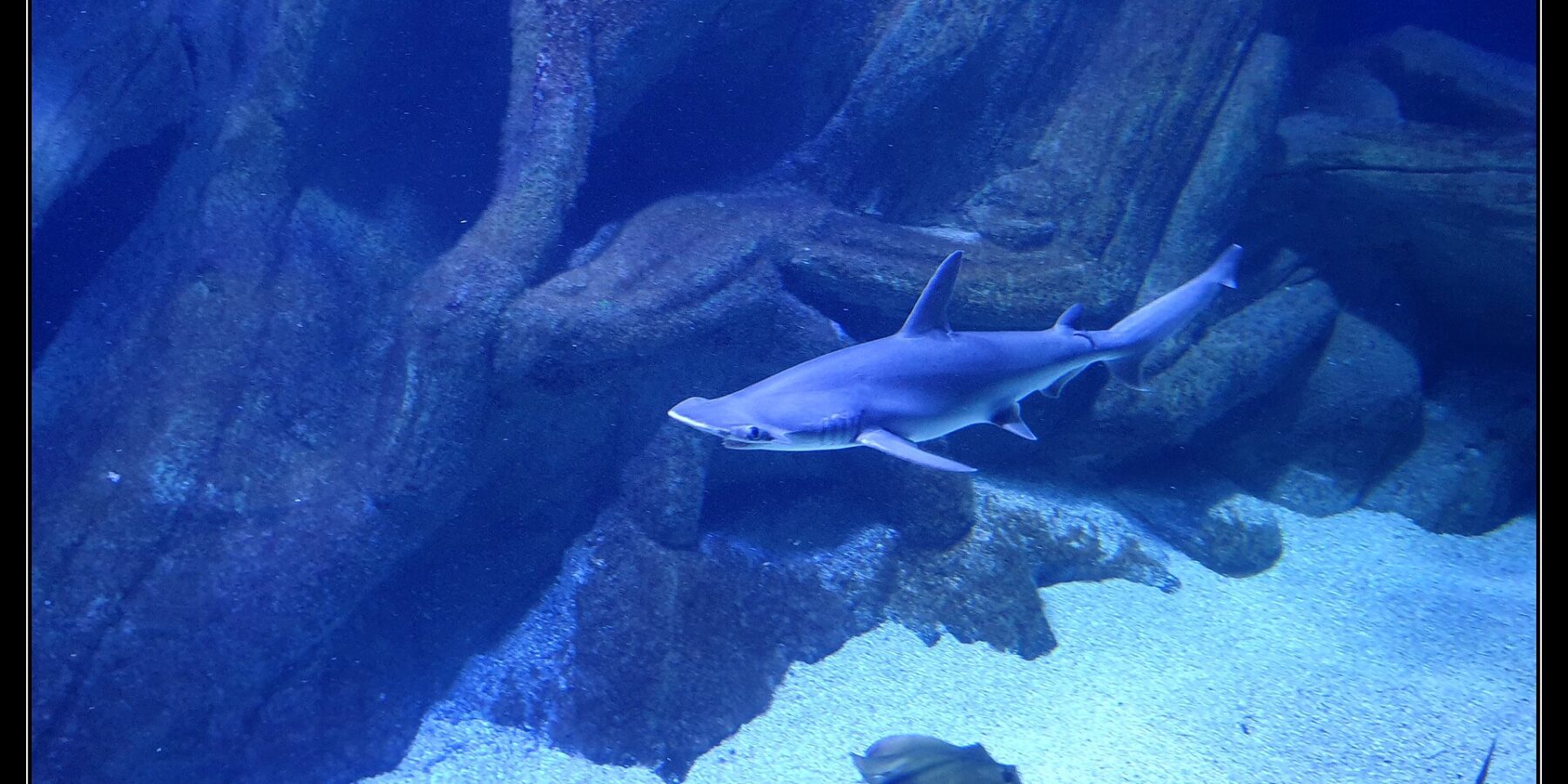 A smooth hammerhead swims in profile, head to the left, in the blue tank of an aquarium: the flattened hammer-shaped head with the eye at its tip, a tall dorsal fin and a pale belly; a ray and another shark pass over the sand below