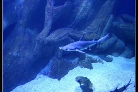 A smooth hammerhead swims in profile, head to the left, in the blue tank of an aquarium: the flattened hammer-shaped head with the eye at its tip, a tall dorsal fin and a pale belly; a ray and another shark pass over the sand below