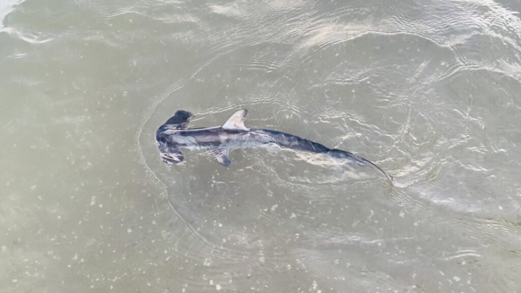 A young smooth hammerhead seen from above in shallow green water, the hammer-shaped head to the left, the dorsal fin and pectoral fins spread
