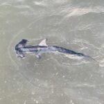 A young smooth hammerhead seen from above in shallow green water, the hammer-shaped head to the left, the dorsal fin and pectoral fins spread