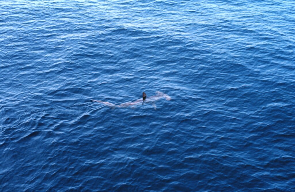 A smooth hammerhead seen from above, just below the surface of a blue sea, its dorsal fin out of the water and its hammer-shaped head clearly visible in front of it