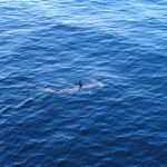 A smooth hammerhead seen from above, just below the surface of a blue sea, its dorsal fin out of the water and its hammer-shaped head clearly visible in front of it