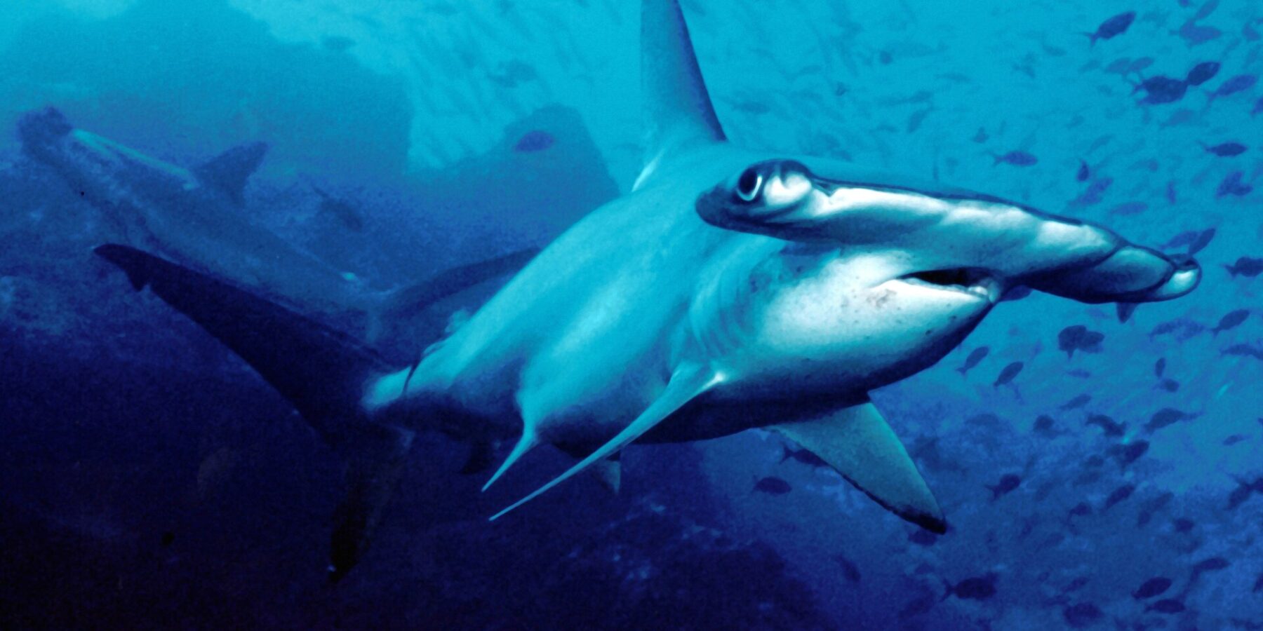 A scalloped hammerhead swims toward the camera in blue water, a second one in the background, small fish above