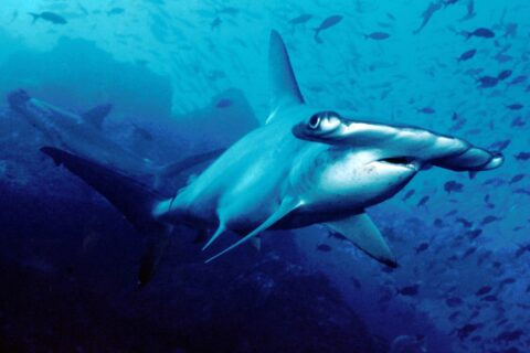 A scalloped hammerhead swims toward the camera in blue water, a second one in the background, small fish above
