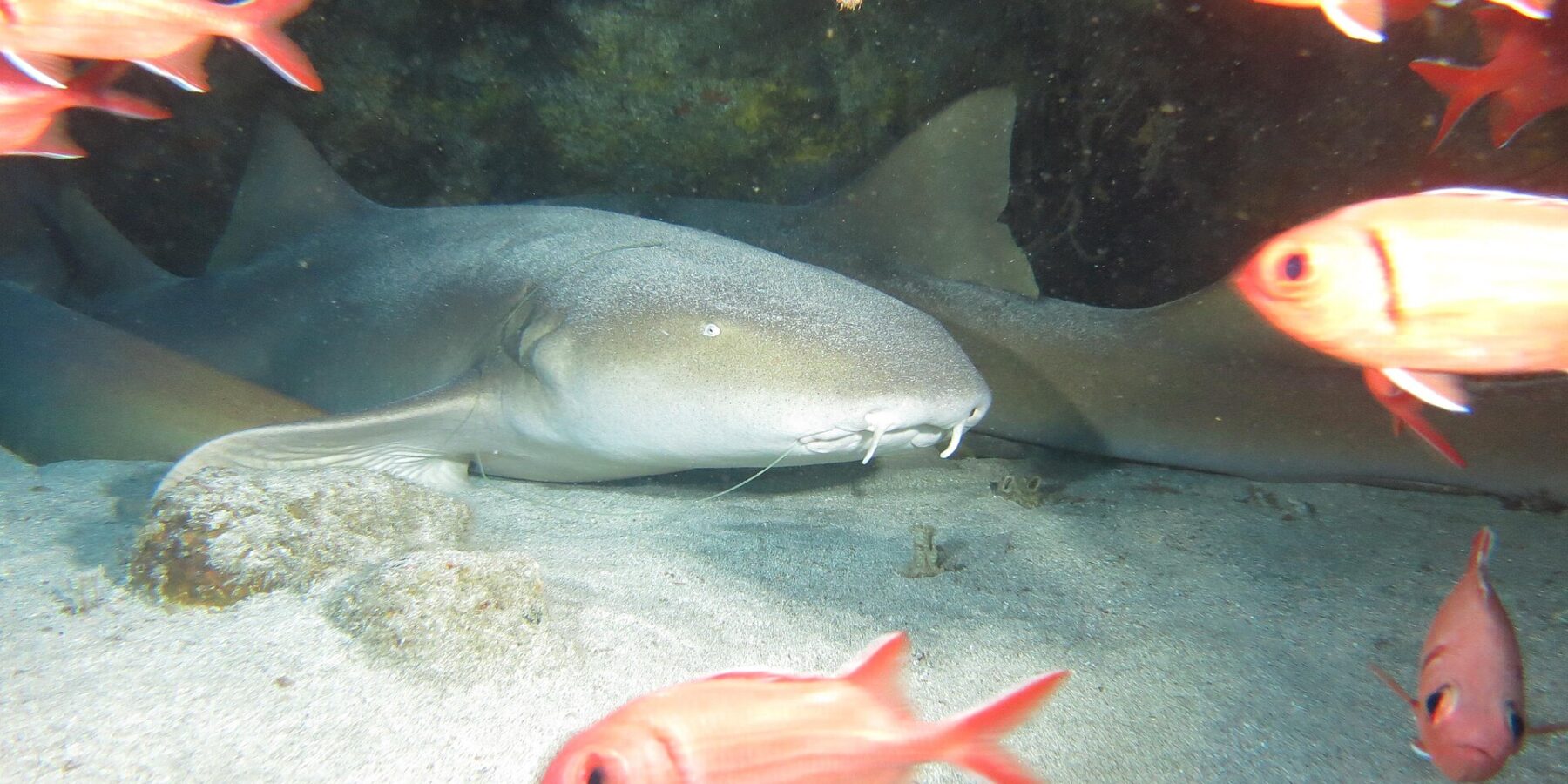 Several nurse sharks lying on the sand under a rocky overhang, the first showing its broad flat head, small eye and two long barbels, in front of red soldierfish