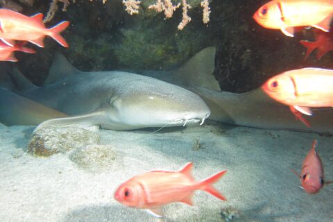 Several nurse sharks lying on the sand under a rocky overhang, the first showing its broad flat head, small eye and two long barbels, in front of red soldierfish