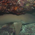A tawny nurse shark, uniform brown, resting on the bottom under an overhang of red and pink coral, two small orange fish on the right