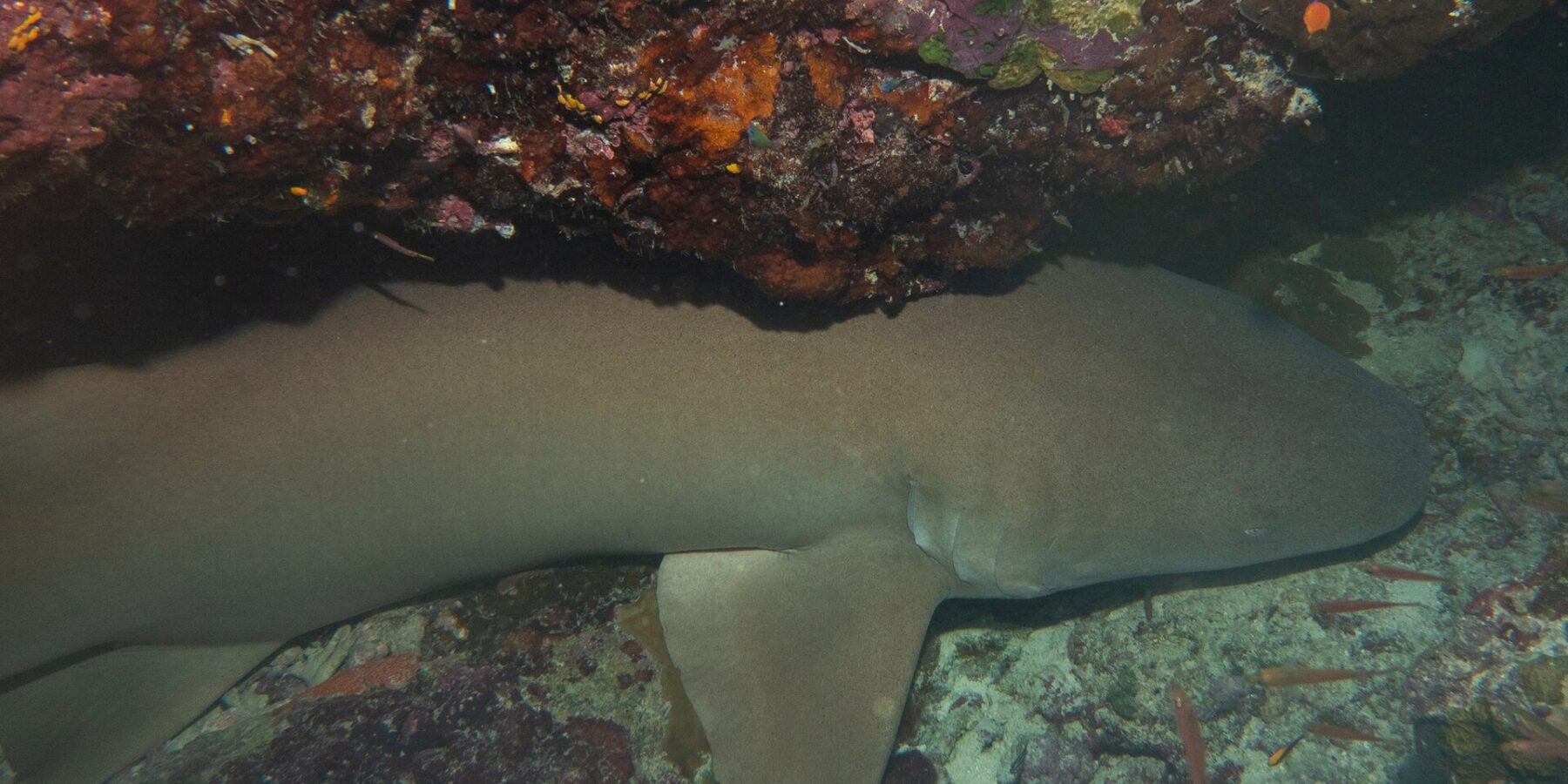 A tawny nurse shark, uniform brown, resting on the bottom under an overhang of red and pink coral, two small orange fish on the right