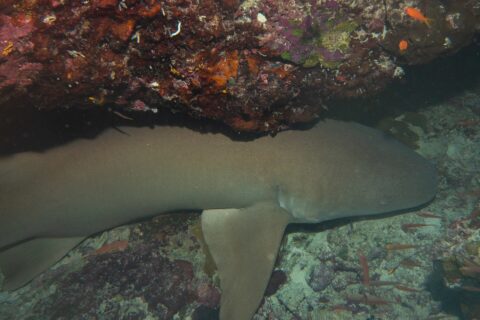 A tawny nurse shark, uniform brown, resting on the bottom under an overhang of red and pink coral, two small orange fish on the right