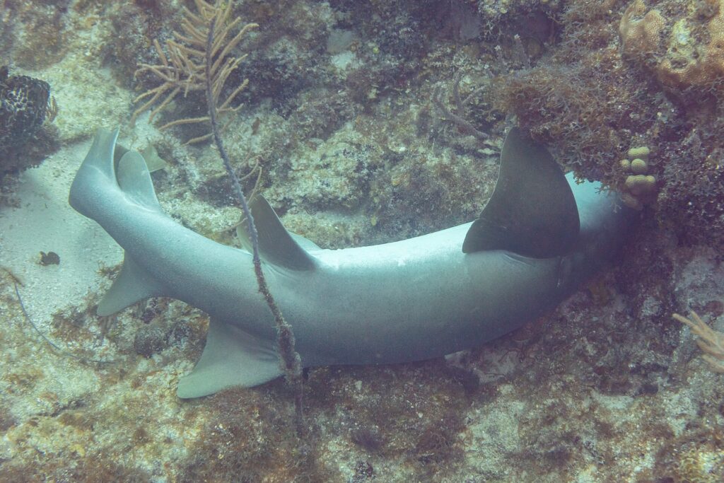 A nurse shark lying on the bottom, its head tucked under a reef overhang: two rounded dorsal fins, the first larger, a broad rounded pectoral fin and a long tail with no lower lobe