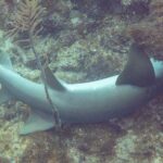 A nurse shark lying on the bottom, its head tucked under a reef overhang: two rounded dorsal fins, the first larger, a broad rounded pectoral fin and a long tail with no lower lobe