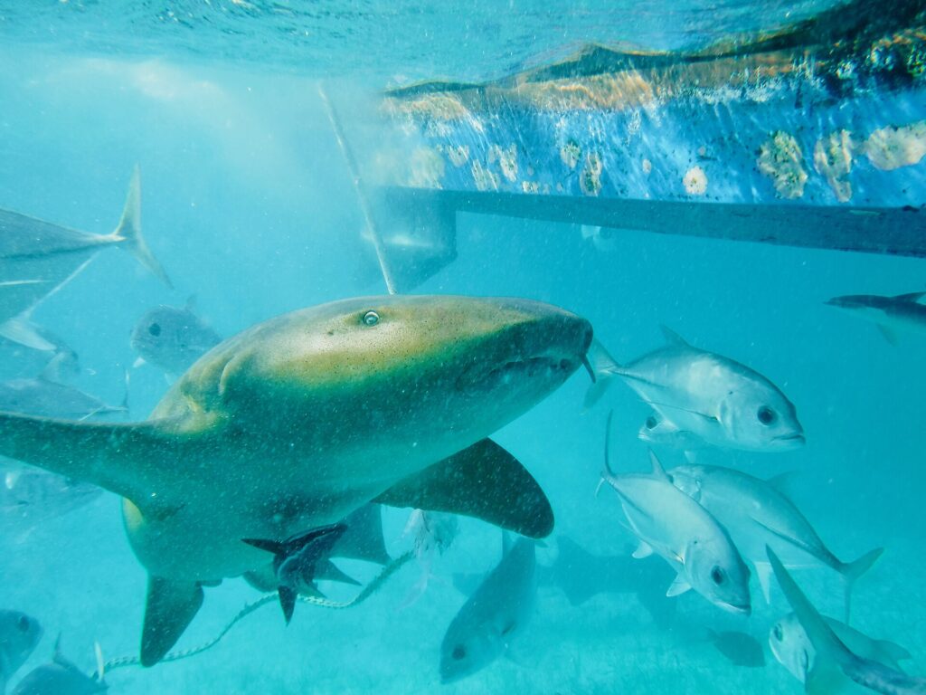 A nurse shark swims near the surface under a boat hull, among silvery jacks: small eye, barbel hanging in front of the mouth, broad rounded pectoral fin, finely speckled beige-brown skin