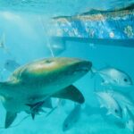 A nurse shark swims near the surface under a boat hull, among silvery jacks: small eye, barbel hanging in front of the mouth, broad rounded pectoral fin, finely speckled beige-brown skin