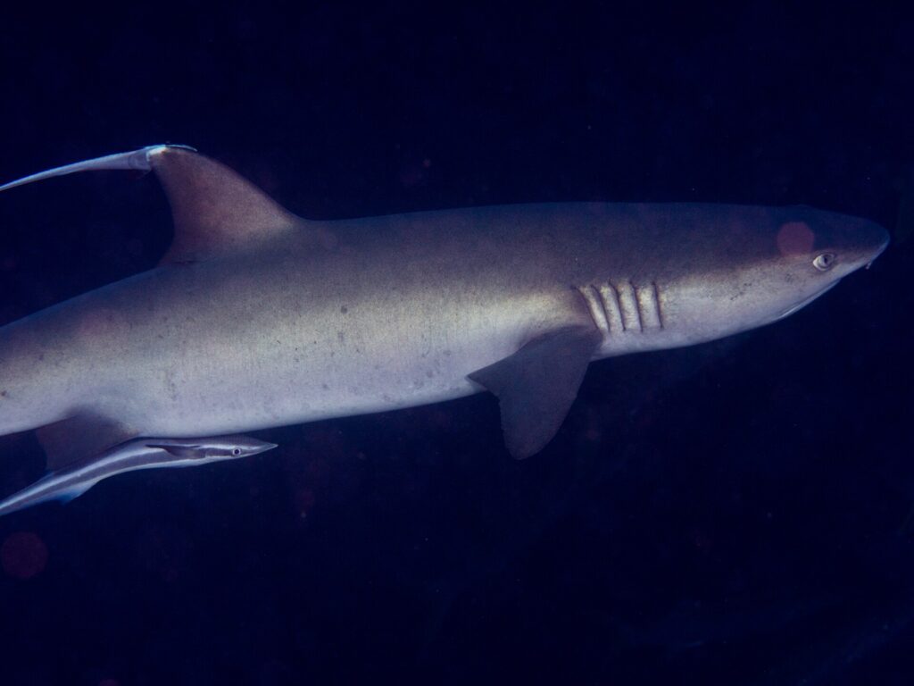 A gray whitetip reef shark in profile, head to the right, dorsal fin and gill slits clearly visible, followed by a remora under its belly, against dark water.