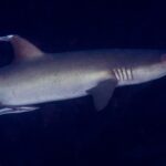 A gray whitetip reef shark in profile, head to the right, dorsal fin and gill slits clearly visible, followed by a remora under its belly, against dark water.