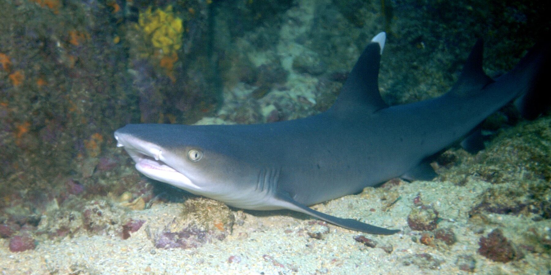 A whitetip reef shark resting on the sand at the foot of a rock wall, mouth half open, the tip of its first dorsal fin bright white