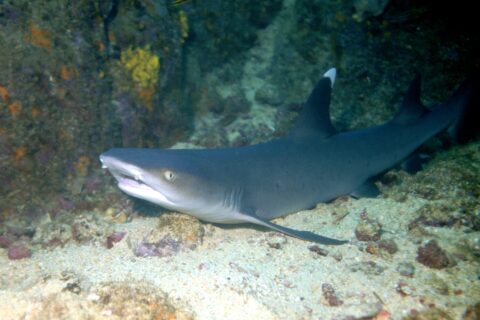 A whitetip reef shark resting on the sand at the foot of a rock wall, mouth half open, the tip of its first dorsal fin bright white