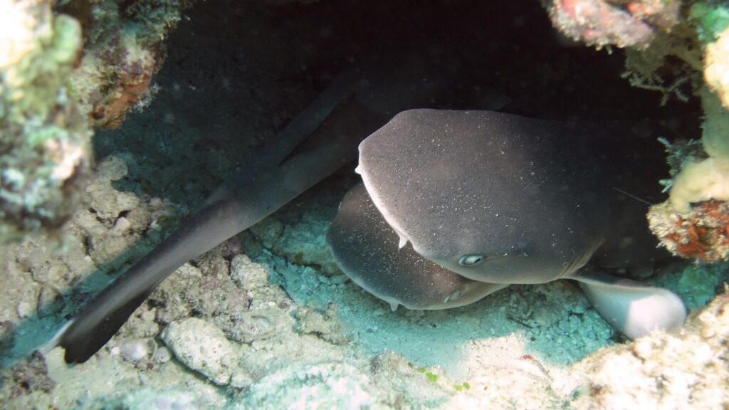 Several young whitetip reef sharks packed into a hollow in the reef, a broad flat head with a rounded snout seen head-on in the foreground