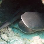 Several young whitetip reef sharks packed into a hollow in the reef, a broad flat head with a rounded snout seen head-on in the foreground