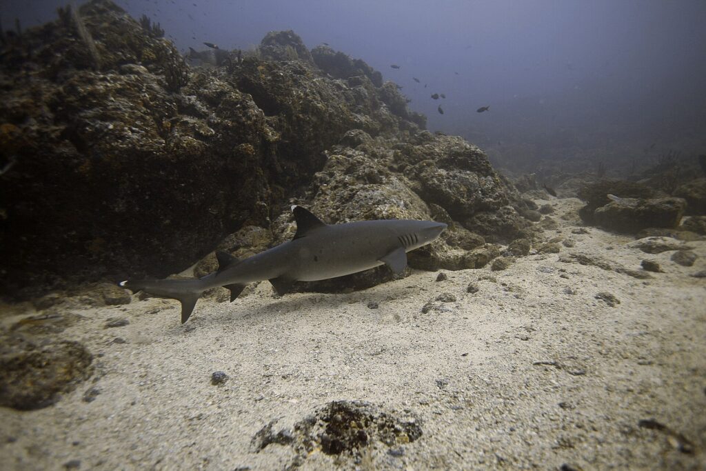 A whitetip reef shark swims in profile just above the sand along a rocky reef, the white tips of the first dorsal fin and the upper tail clearly visible