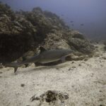 A whitetip reef shark swims in profile just above the sand along a rocky reef, the white tips of the first dorsal fin and the upper tail clearly visible