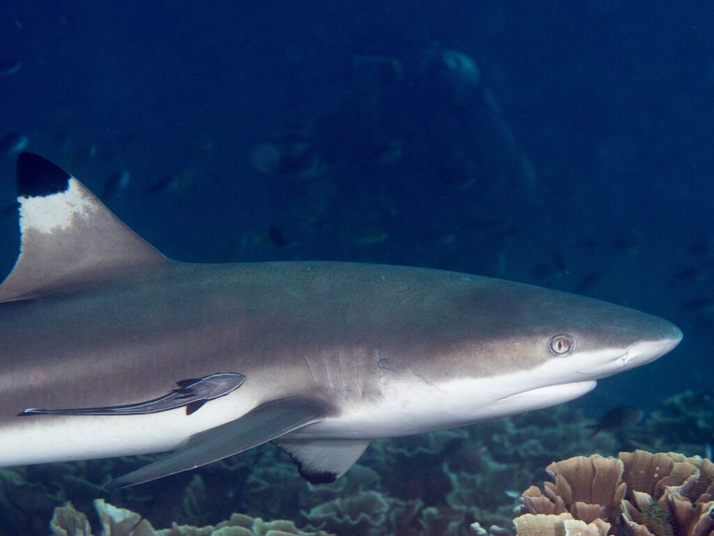 A blacktip reef shark in close-up profile, head to the right, with a black-tipped dorsal fin and a remora stuck to its flank, cruising past lettuce corals against dark blue water.