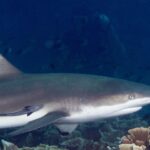 A blacktip reef shark in close-up profile, head to the right, with a black-tipped dorsal fin and a remora stuck to its flank, cruising past lettuce corals against dark blue water.