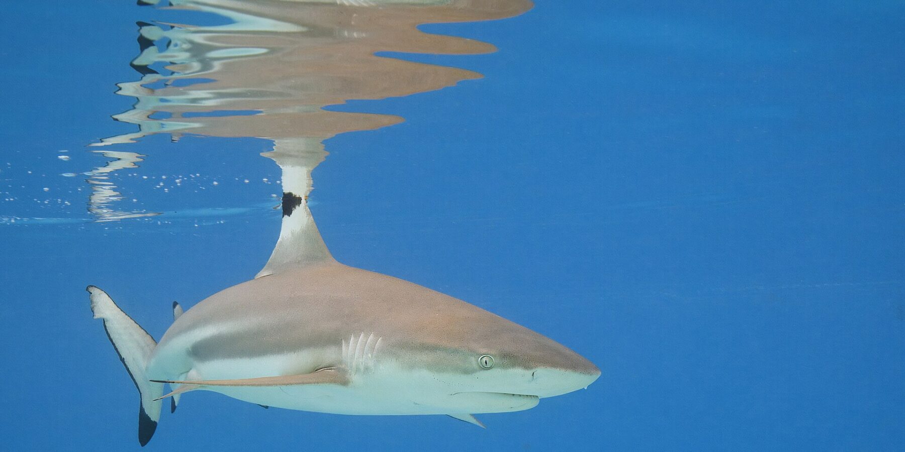 A blacktip reef shark swims just below the surface of blue water, the black tip of its first dorsal fin breaking the surface and its reflection drawn on the surface, the black tip of the lower tail lobe clearly visible