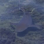 A blacktip reef shark seen from above through the surface, swimming in very shallow water over leather corals, the black tip of its tail clearly visible, in hazy light.