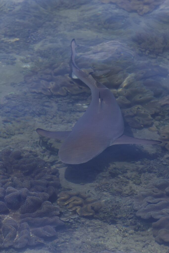 A blacktip reef shark seen from above through the surface, swimming in very shallow water over leather corals, the black tip of its tail clearly visible, in hazy light.