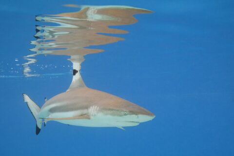 A blacktip reef shark swims just below the surface of blue water, the black tip of its first dorsal fin breaking the surface and its reflection drawn on the surface, the black tip of the lower tail lobe clearly visible